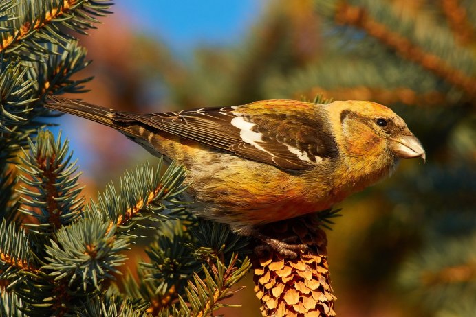 Клёст-Сосновик Loxia pytyopsittacus
