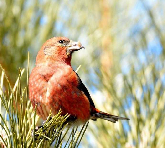 Crossbill перевод