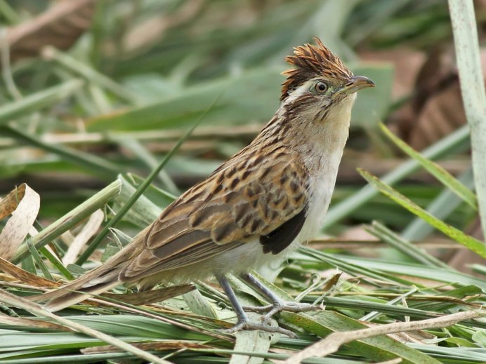 Четырёхкрылая Кукушка