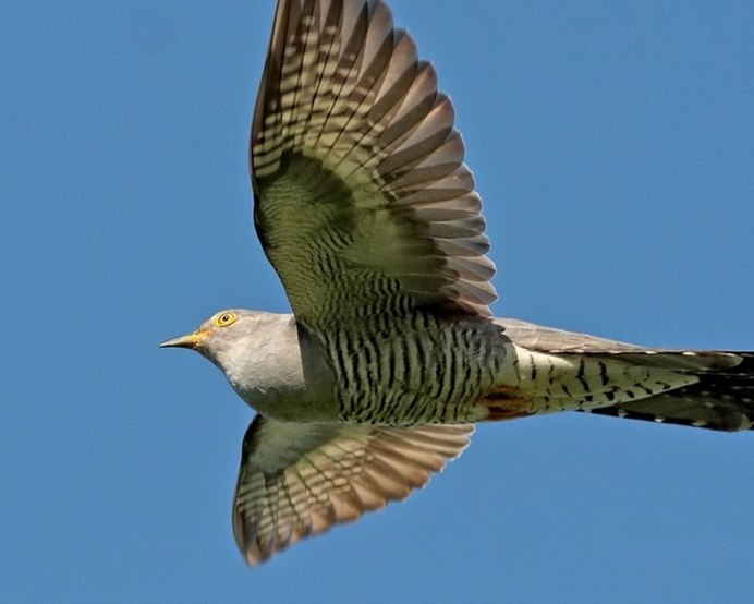 Кукушка с яйцом в клюве