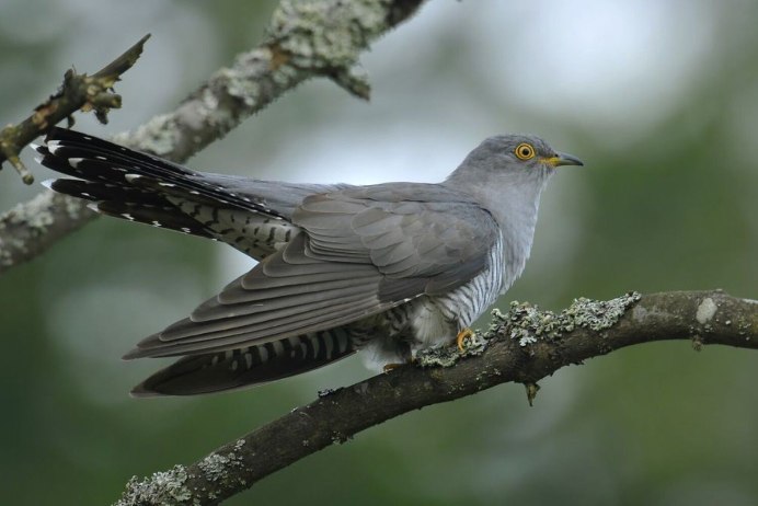 Кукушка Сахалинская