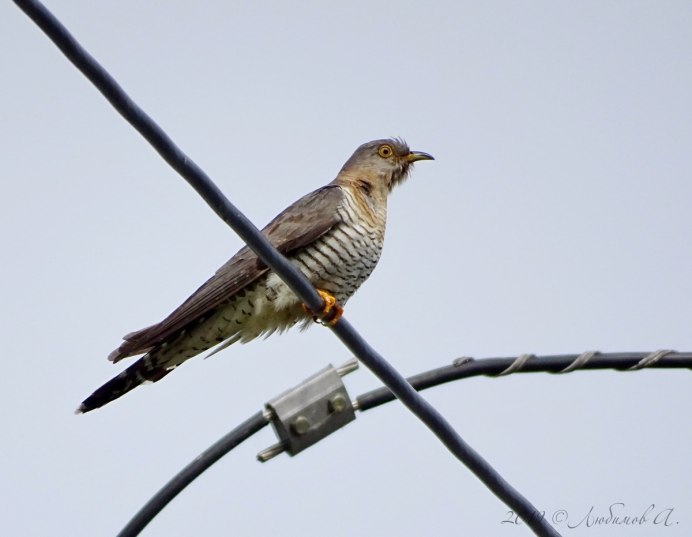 Cuculus canorus Кукушонок