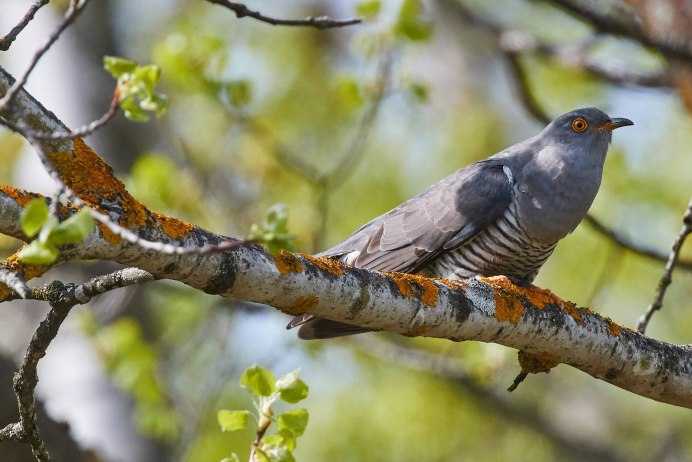 Кукушка коричневая