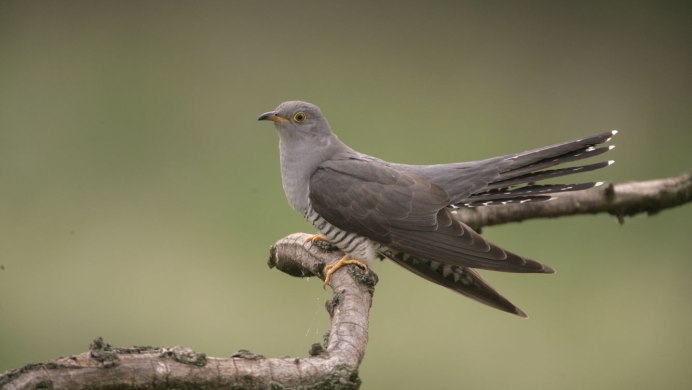 Четырёхкрылая Кукушка