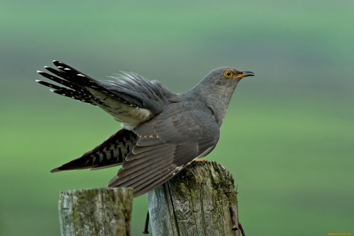 Черная Кукушка