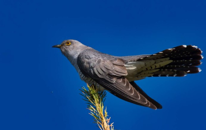 Канадская Кукушка