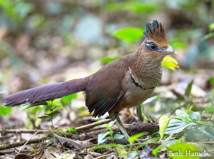 Neomorphus geoffroyi