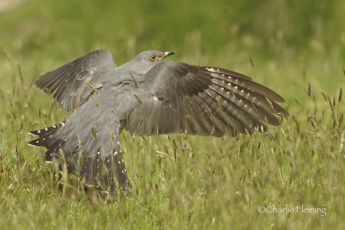 Четырёхкрылая Кукушка