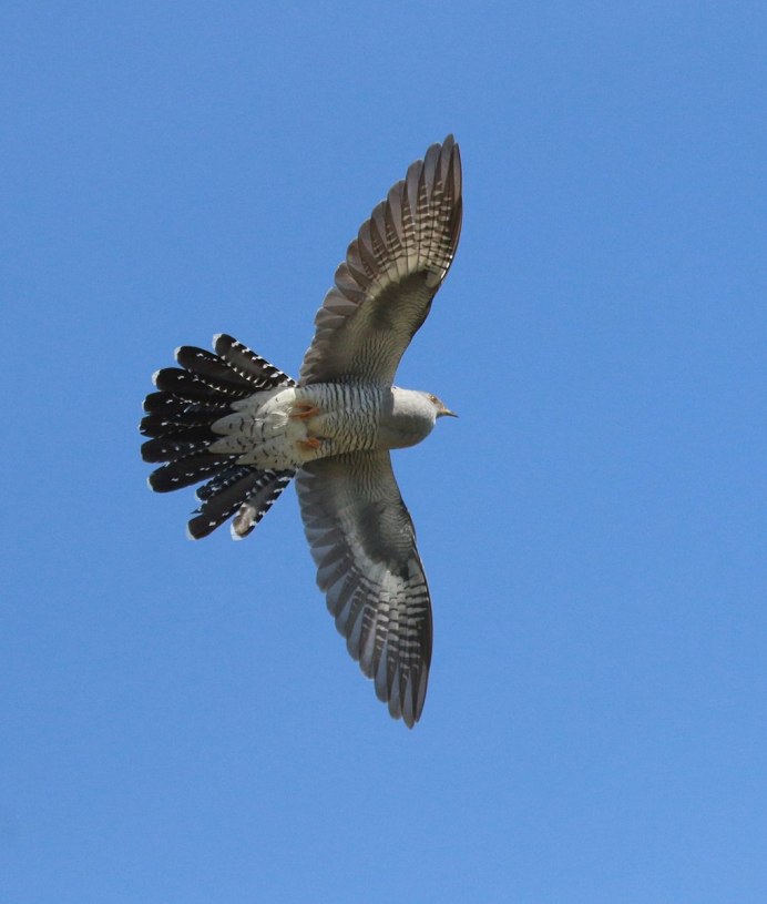 Тихоокеанские кукушки
