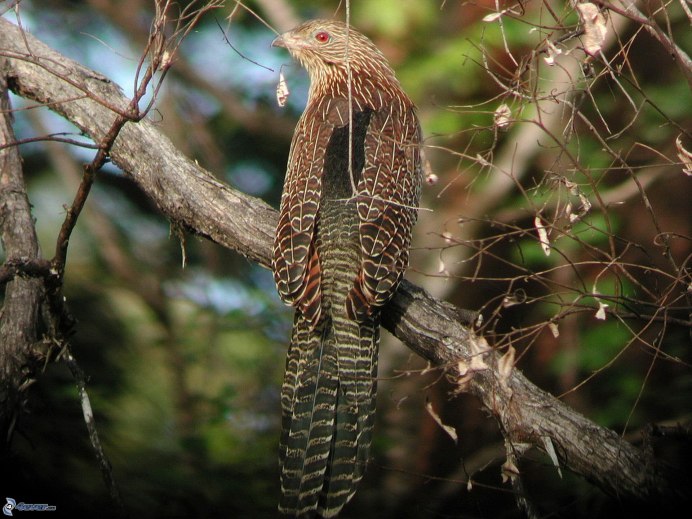 Кукушка в Анапе