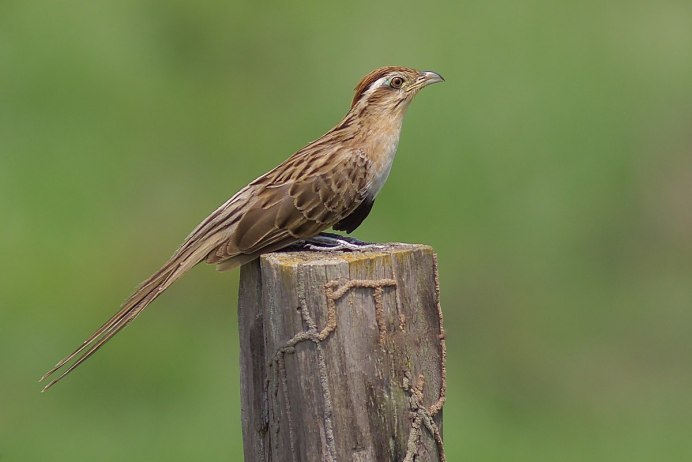 Четырёхкрылая Кукушка