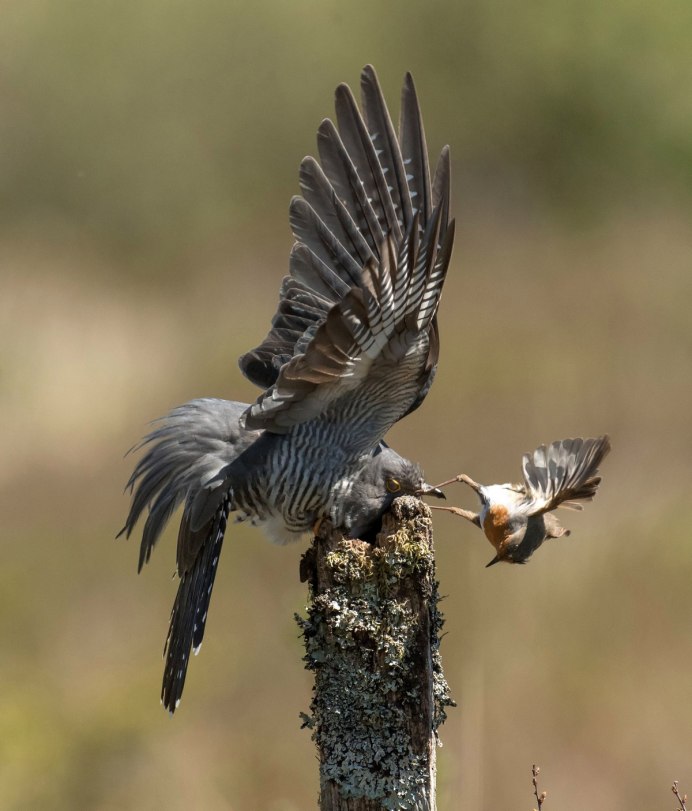 Хвост кукушки