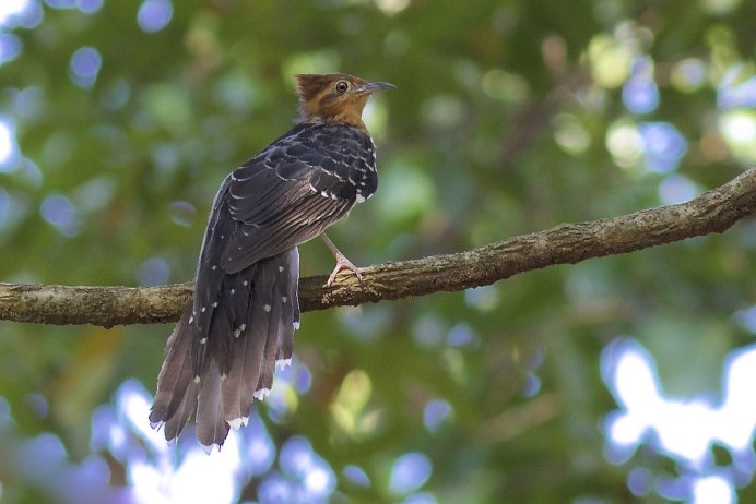 Ястребиная Кукушка