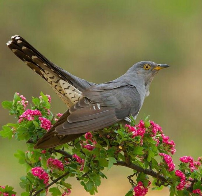 Фазанья шпорцевая Кукушка