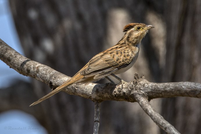 Четырех крылая Кукушка