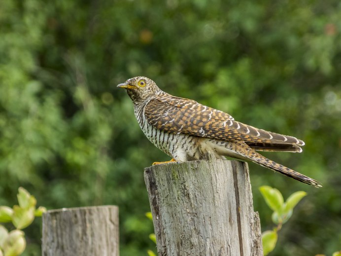 Желтоклювая Кукушка