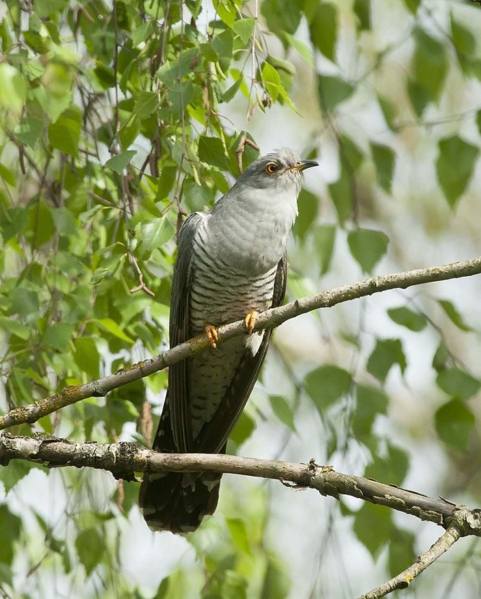 Кукушка подорожник ареал