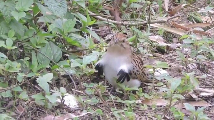 Фазанья шпорцевая Кукушка