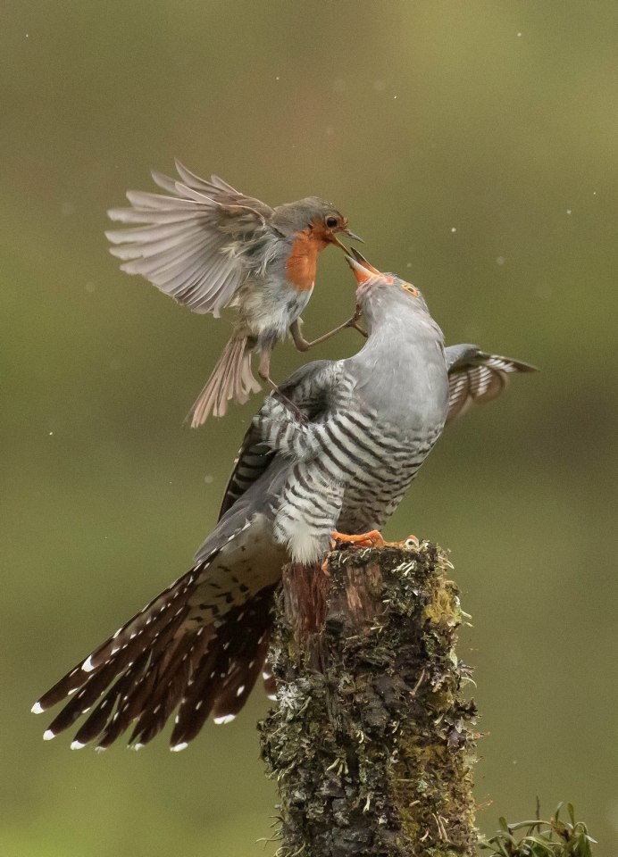 Фазанья шпорцевая Кукушка