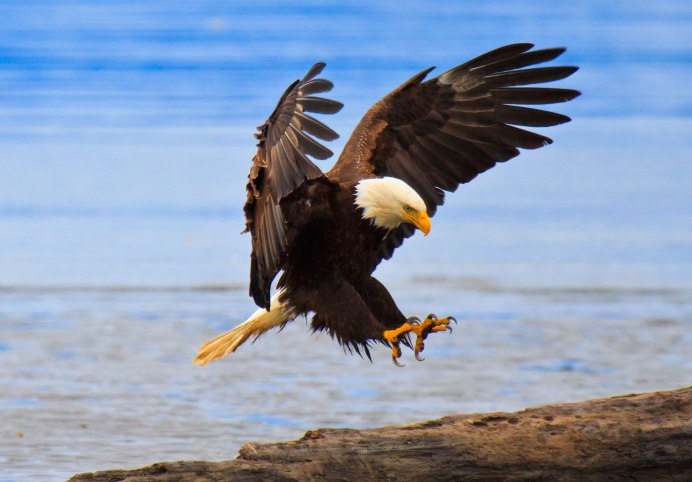 Bald Eagle