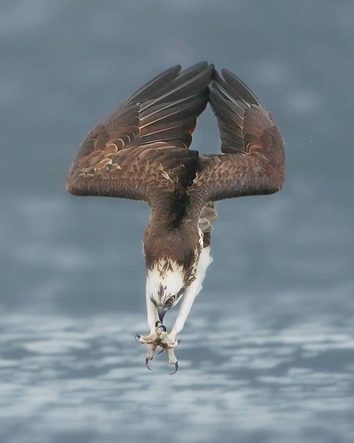 Чайки Фотоохота