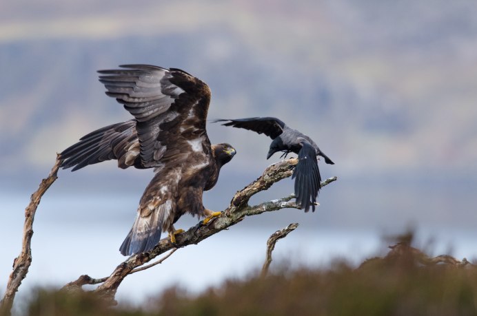 Беркут Aquila chrysaetos на гнезде