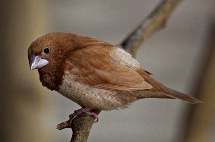 Крапивник обыкновенный (Troglodytes Troglodytes