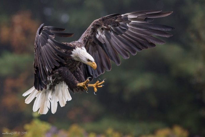 "Белоголовый Орлан"