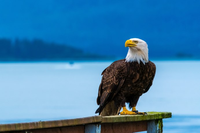 Кавказ Орел Пятигорск