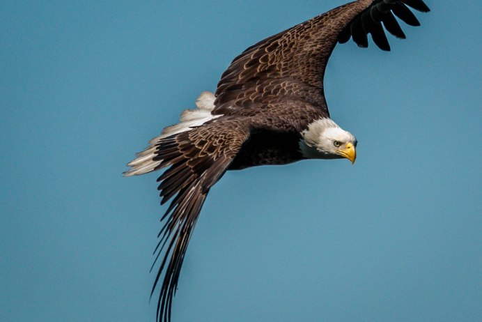 Птица Орлан Крикун