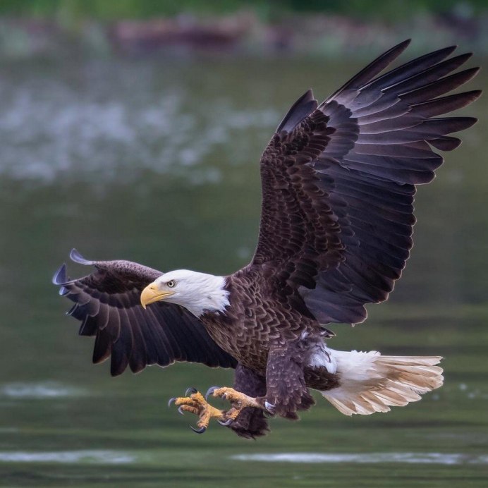 "Белоголовый Орлан"