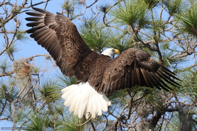 Степной Беркут