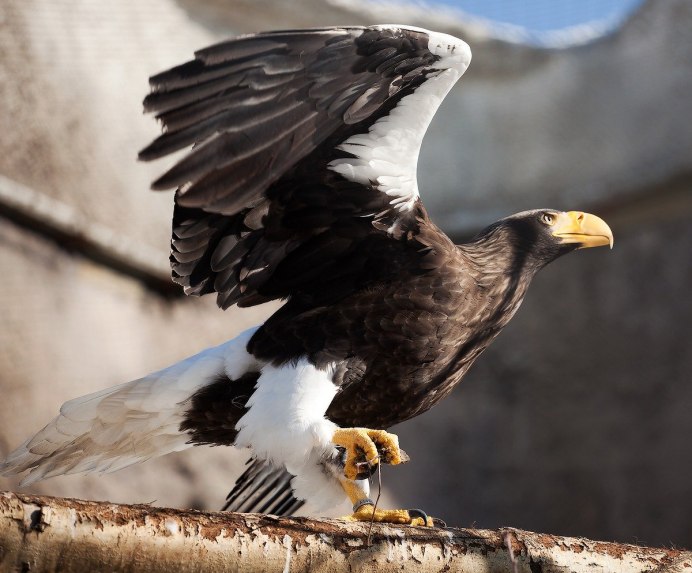Парящий орёл Славянский