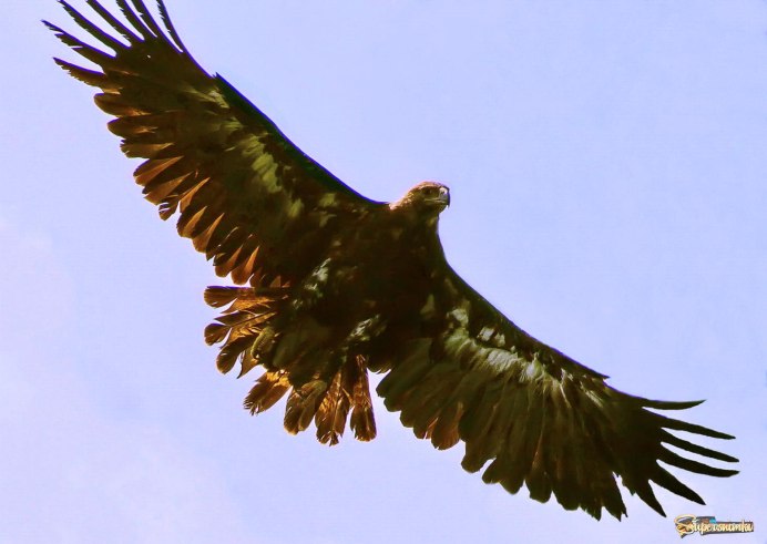 Американский Орлан анфас