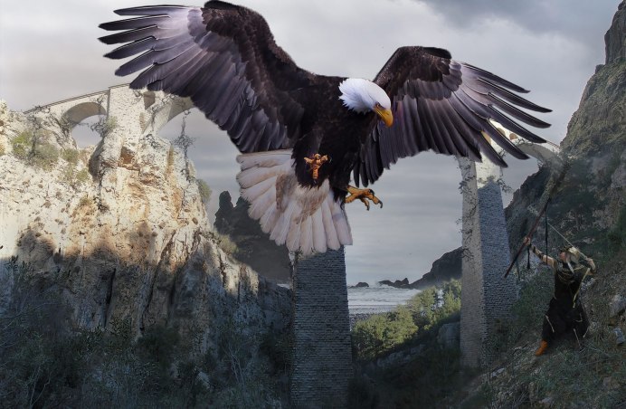 Белоголовый Беркут