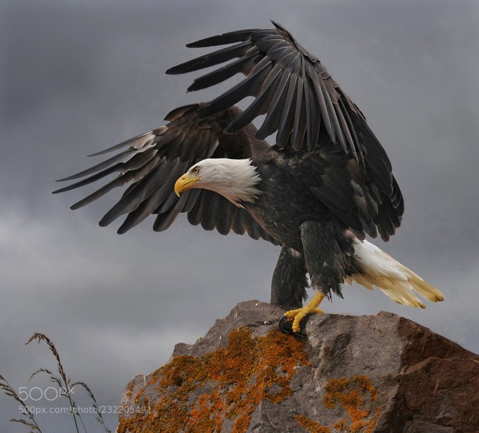 Белоголовый Беркут