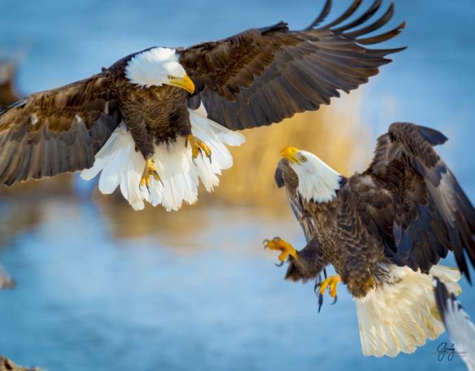 Белоголовый Орлан лапы