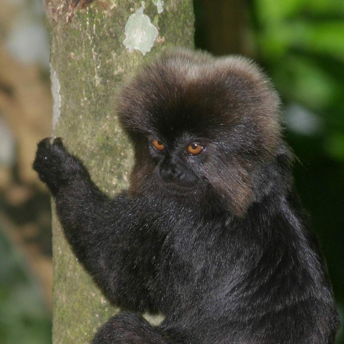 Finger Monkey кошки