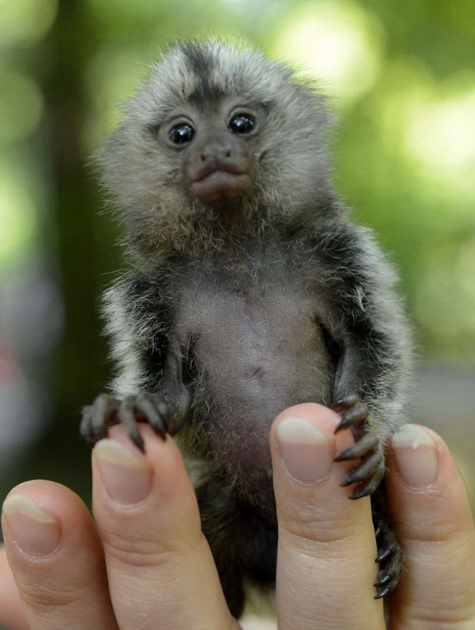 Finger Monkey кошки