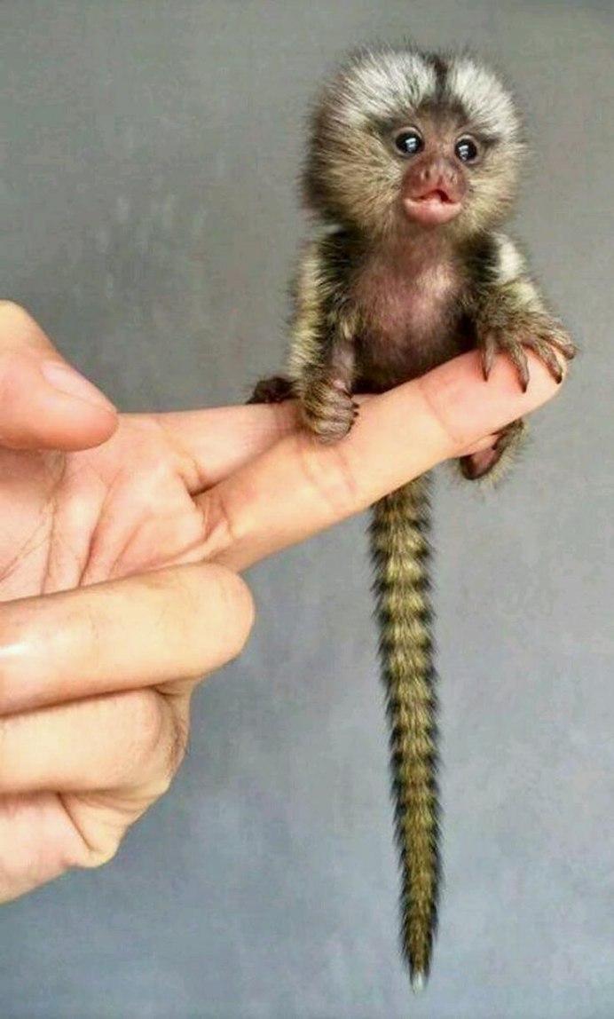 Обезьяна игрунка