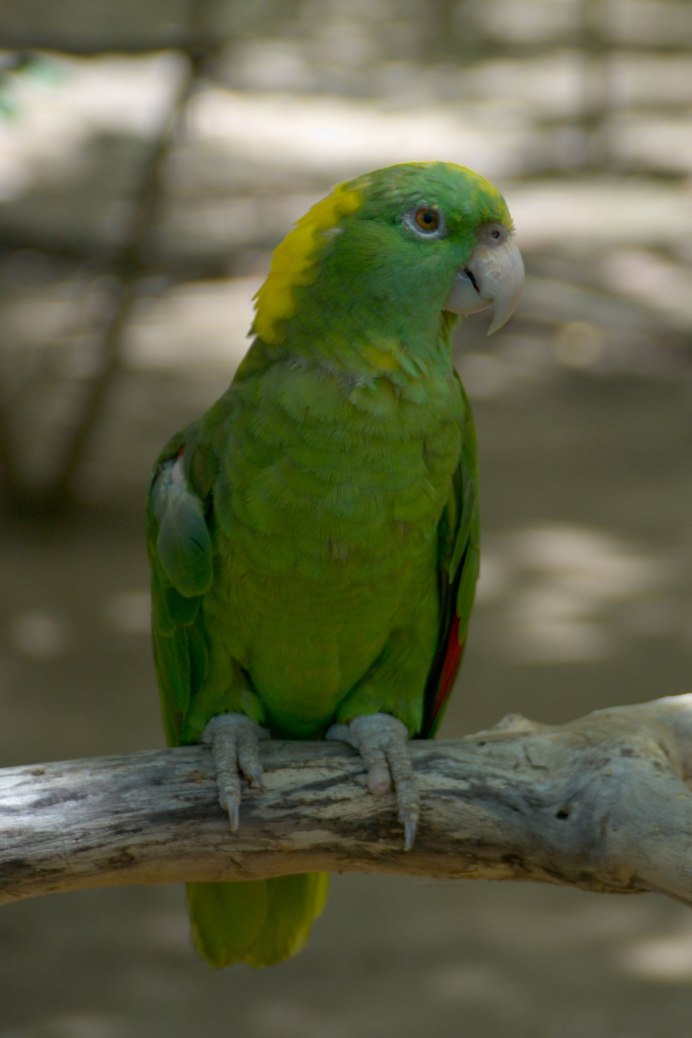 Желтоголовый Амазон взрослый