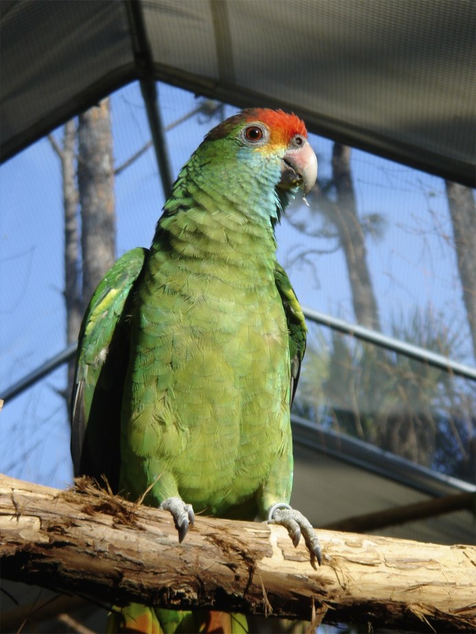 Попугай суринамский Амазон