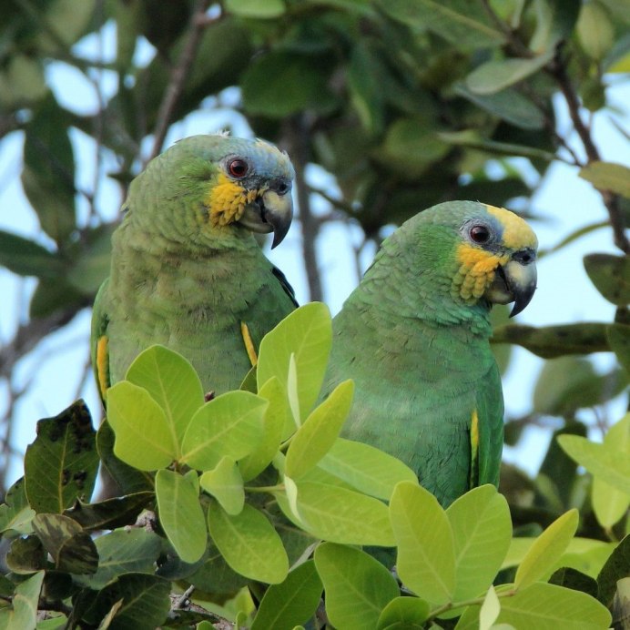 Амазон попугай