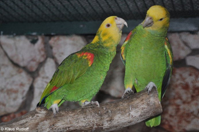 Желтоголовый Амазон попугай