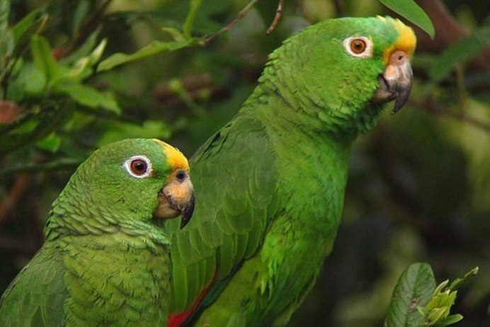 Императорский Амазон попугай