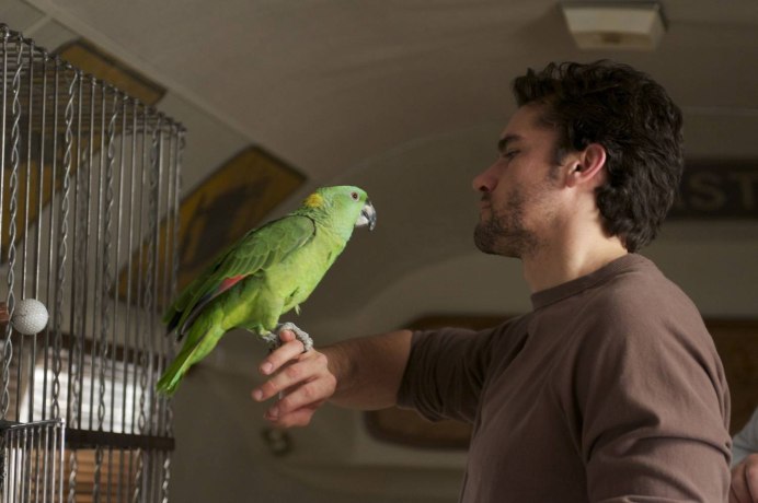 Зеленый амазонский попугай