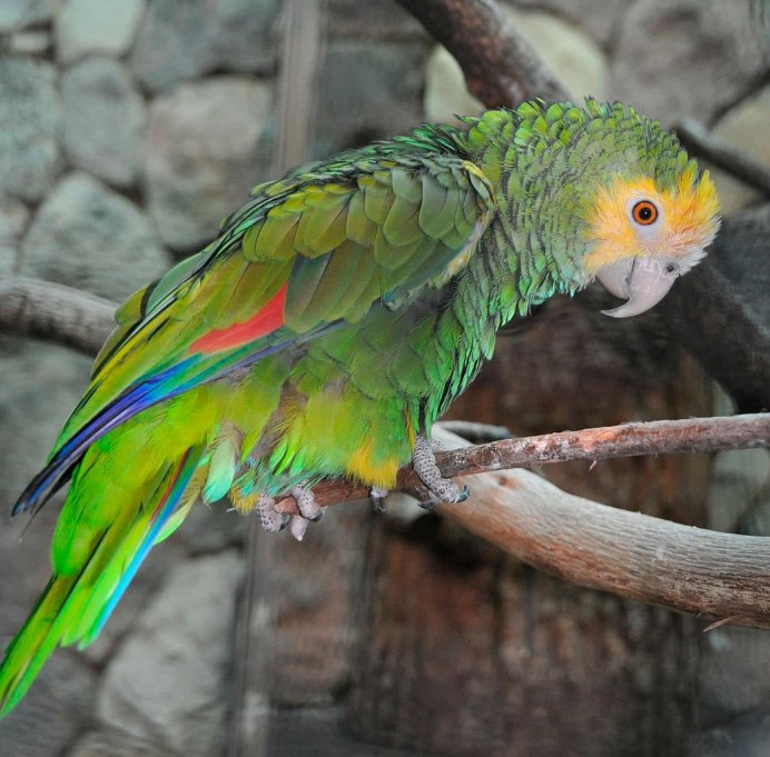 Желтоплечий синелобый Амазон