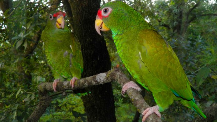 Смешные попугайчики