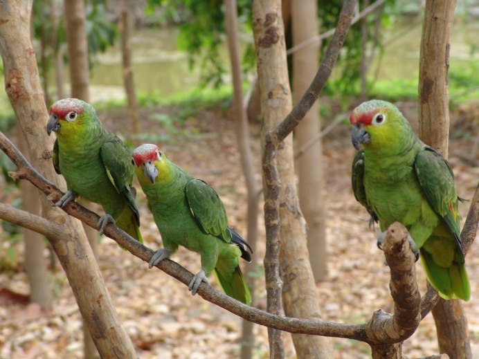 Певчие попугаи в Крыму