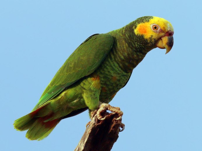 Зоопарковый Амазон